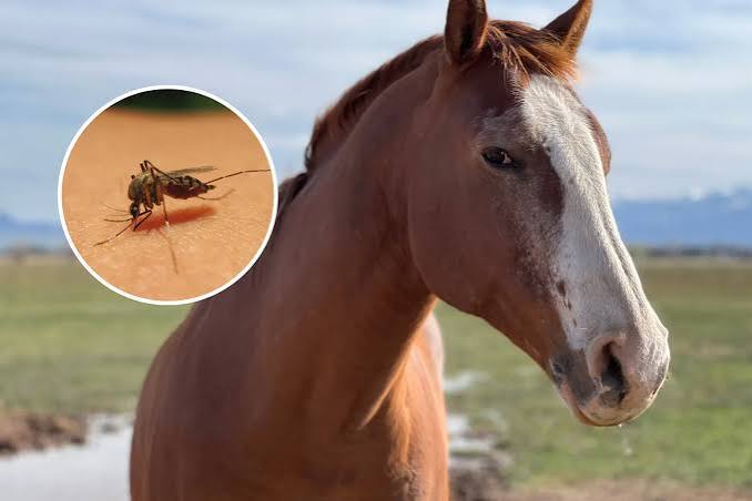 horse and mosquito