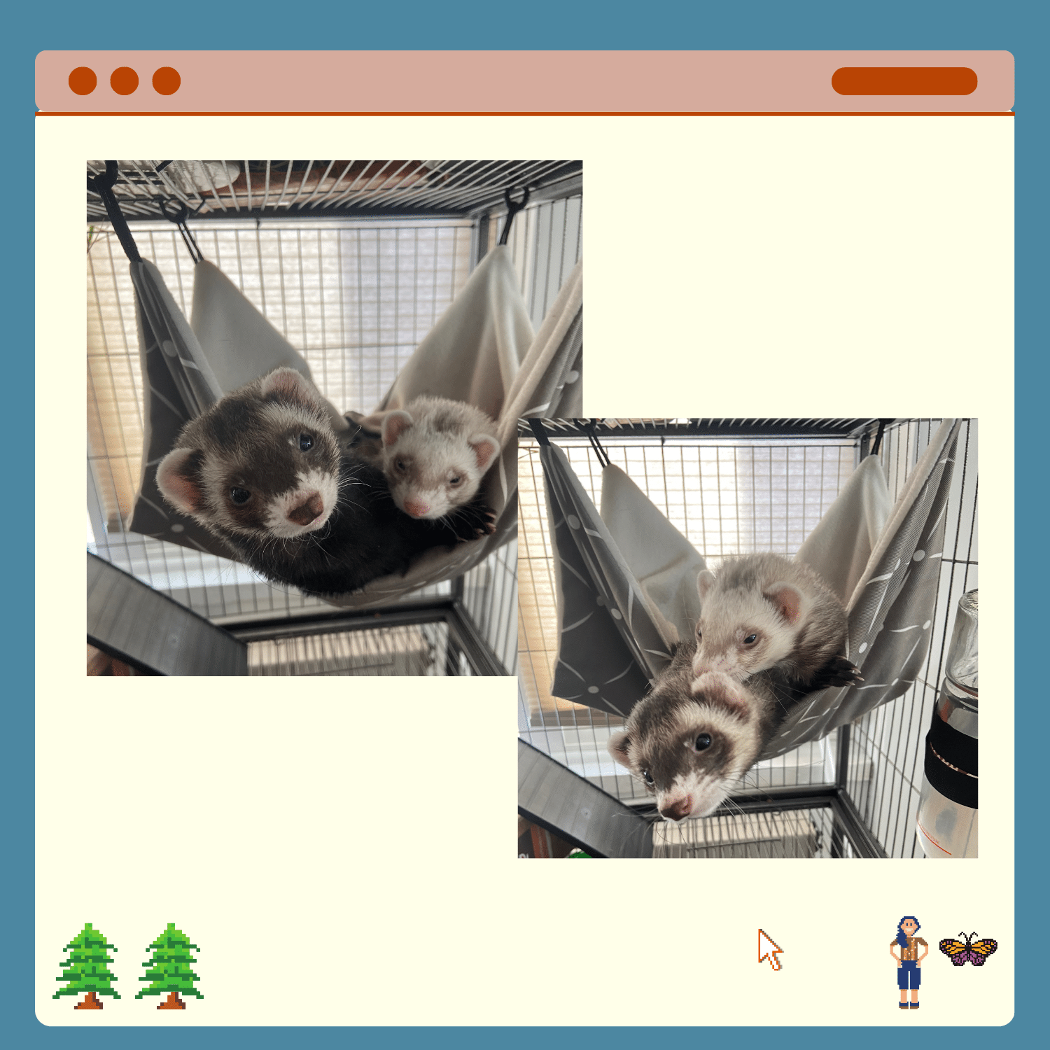 Pictures of two ferrets