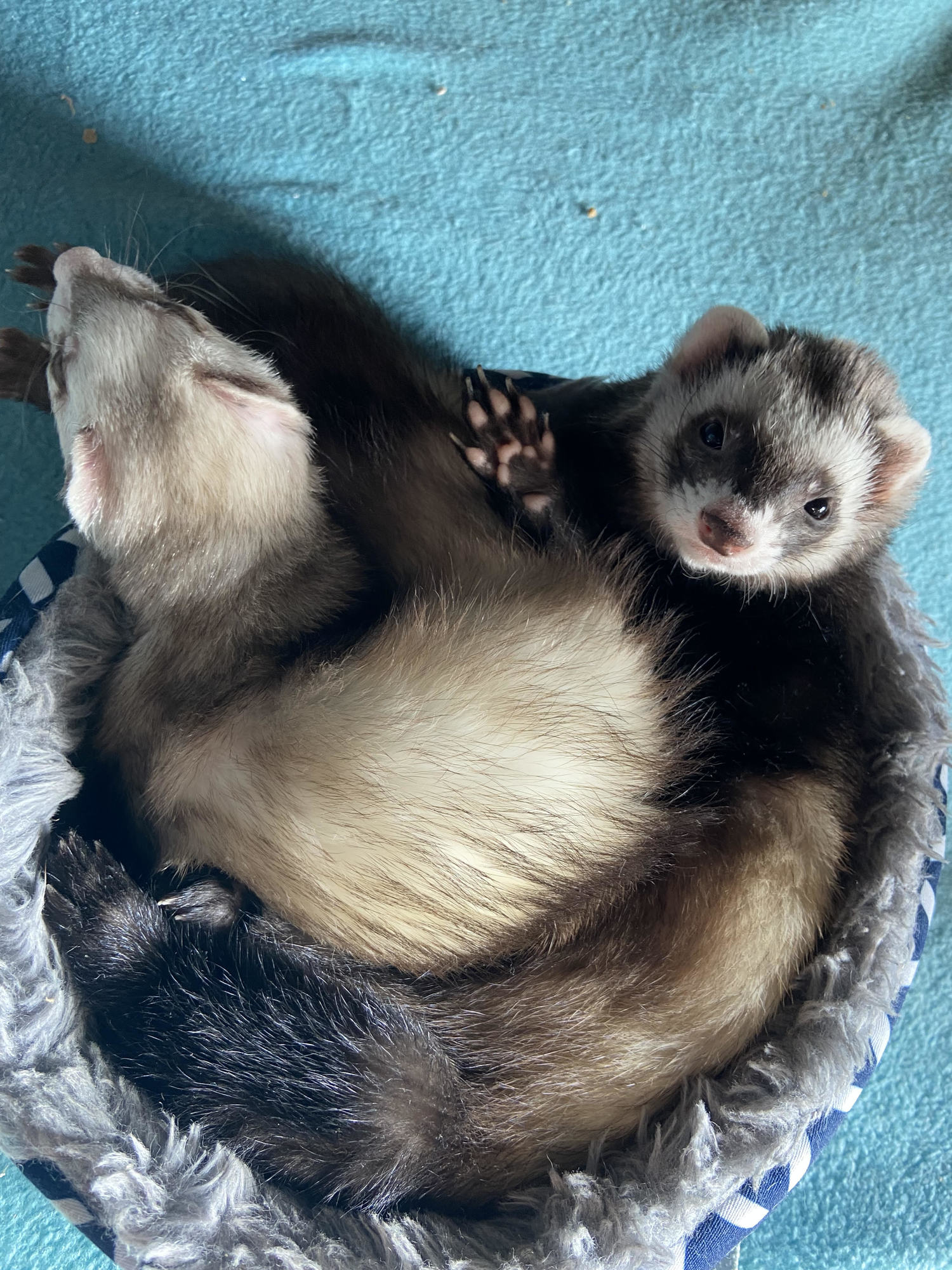 ferrets sleeping 