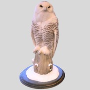 Snowy Owl Taxidermy