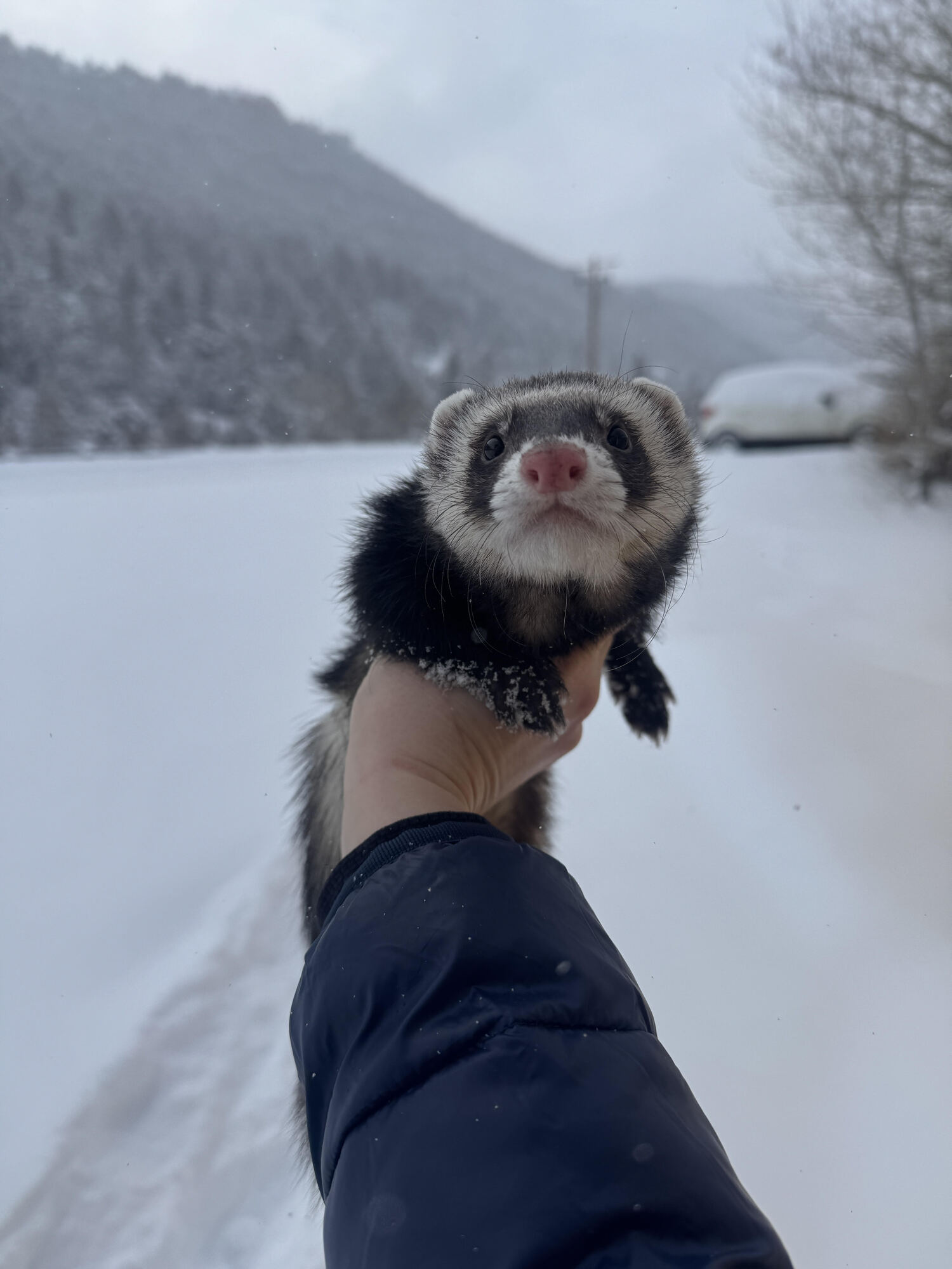 ferret being held in snow