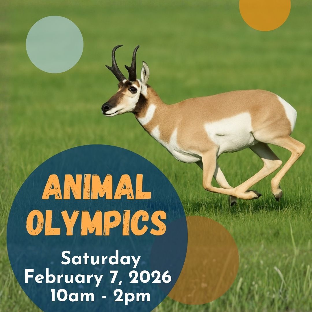 pronghorn running. animal olympics saturday february 7. 10 am to 2 pm