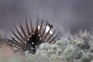 MG_sagegrouse