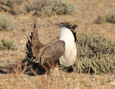 Sage grouse