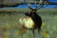bull_elk