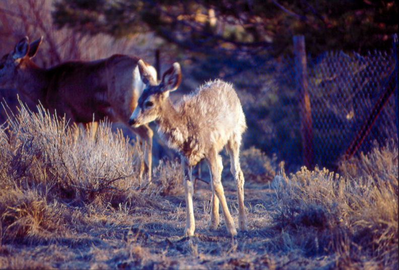 sick fawn