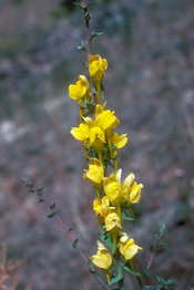 dalmation toadflax