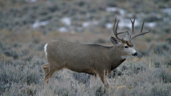 mule deer buck walking