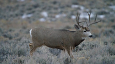 mule deer buck walking