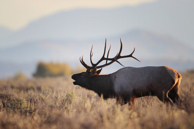 bull elk bugling