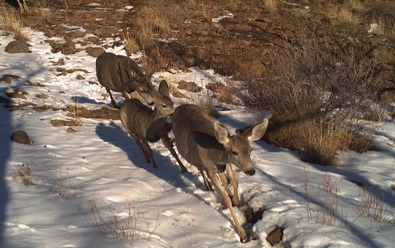 Mule deer