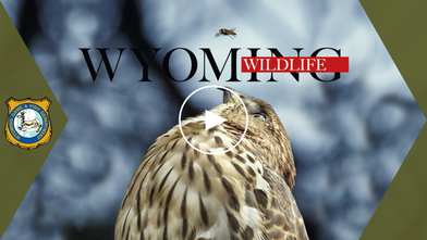 wyoming wildlife photo contest video