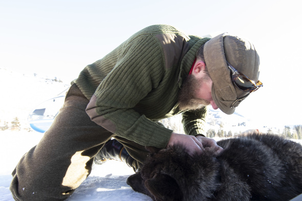 wolf collaring