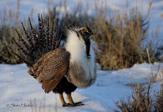 sage grouse