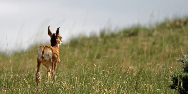 pronghorn fawn