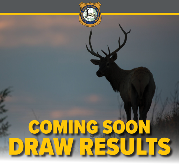 WY elk draw results coming soon