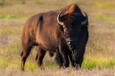 wild bison