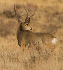 mule deer buck