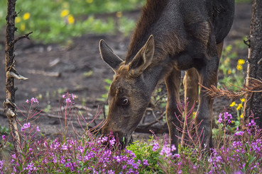 moose grazing