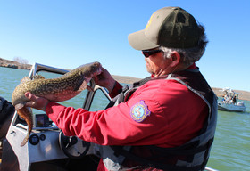 burbot