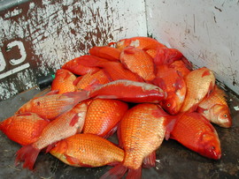 Goldfish