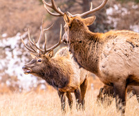 bull elk