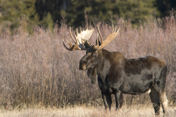 Game and Fish wants your thoughts on the moose and bighorn sheep preference point system