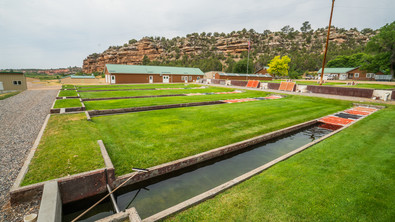 wigwam hatchery