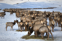 elk feedgrounds