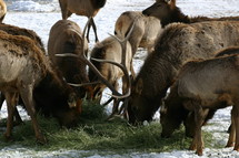 Elk feedground plan in the works