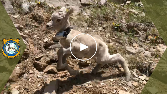 Bighorn sheep release