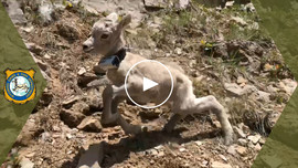 Bighorn sheep lamb gets released 