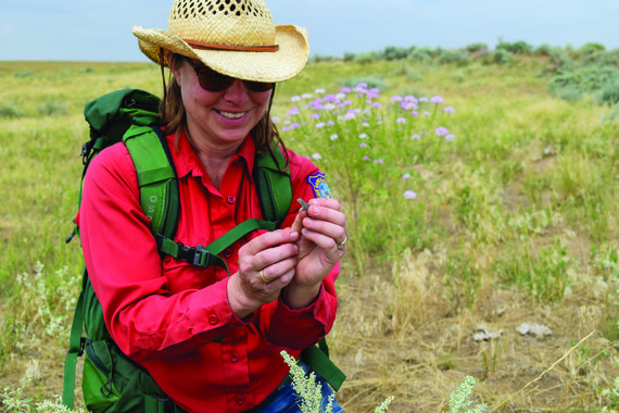 GF studies a juvenile Great Plains earless lizard near Yoder