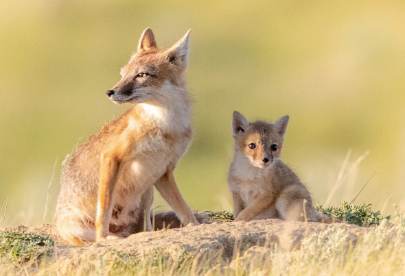 Swift fox