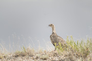 sage grouse hen