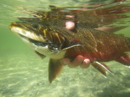 brook trout