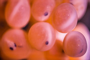 fish eggs