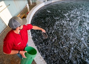 Keeping fish healthy at WY fish hatcheries