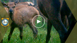 Elk caught in light hail