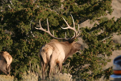 bull elk