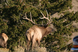 Elk