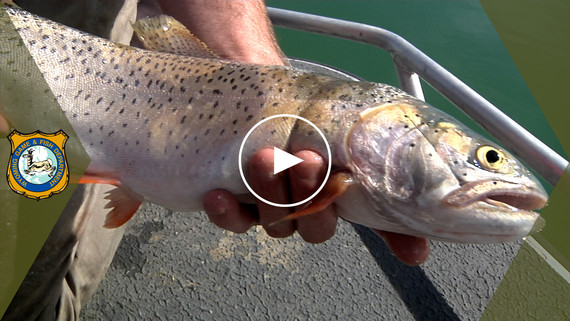 Game and Fish samples Lake Hattie 