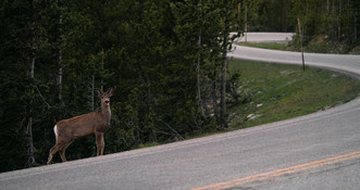 Wildlife on road