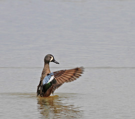 blue winged teal duck