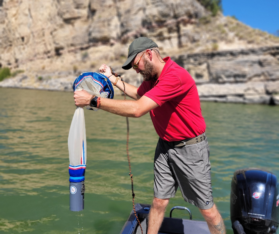 Asian clam sampling 