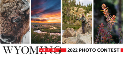 Wyoming Wildlife Photo Contest - 2022