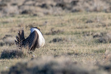 sage grouse