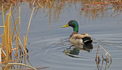 Mallard waterfowl 