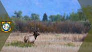 CWD Results 