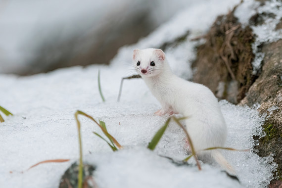 Weasel